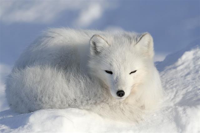 Arctic fox (Alopex lagopus) in its natural habitat