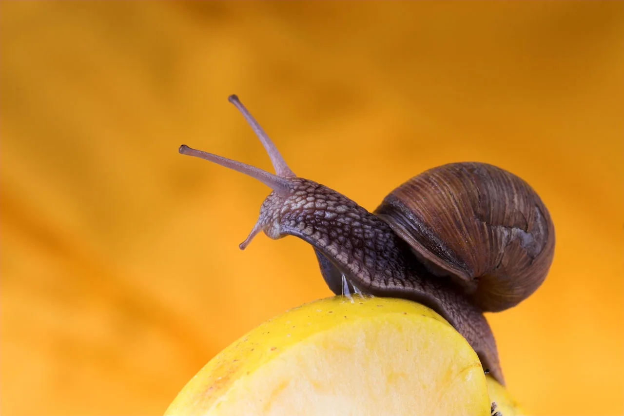 A snail eating a leaf in close-up