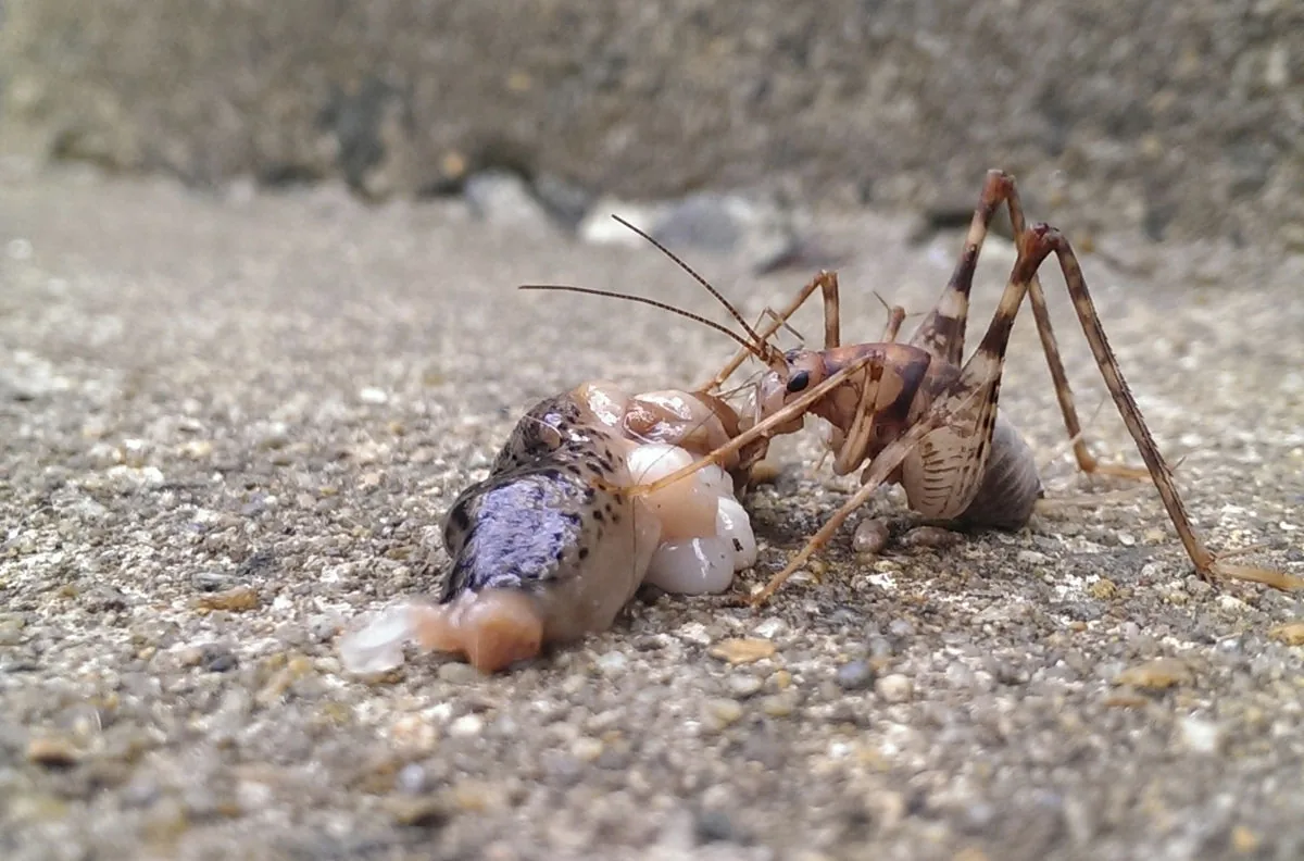 Camel cricket feeding on organic material
