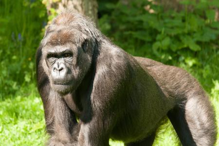 A lowland gorilla, gorillas were badly affected by conflict in the Great Lakes region