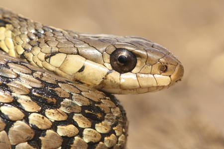 Close-up of a garter snake's head, showing keeled scales and dark lines on the upper lip.