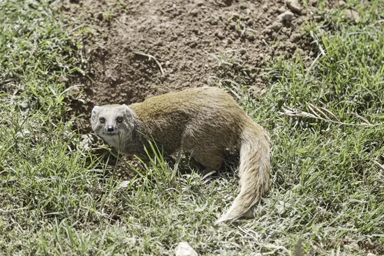Mongoose