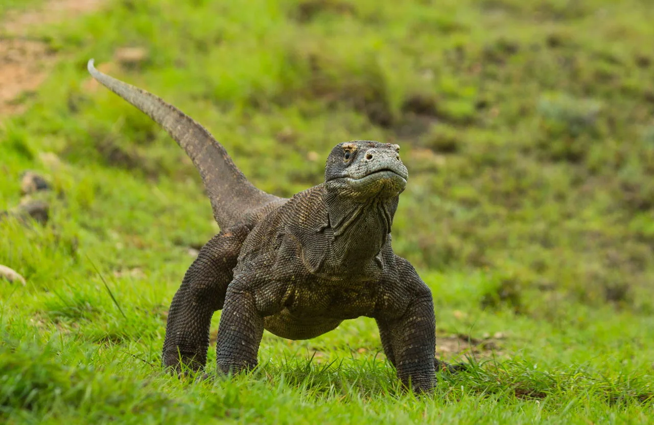 A Komodo dragon on the ground, showing its full body length