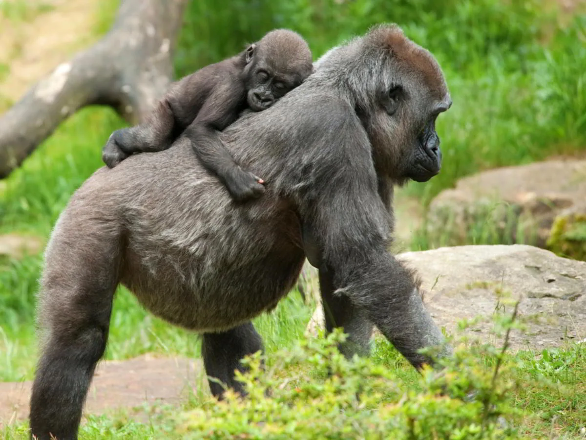 Western lowland gorilla mother cradling her infant