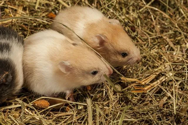 Hamster, a popular crepuscular pet