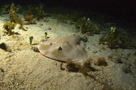 Electric ray on the ocean floor