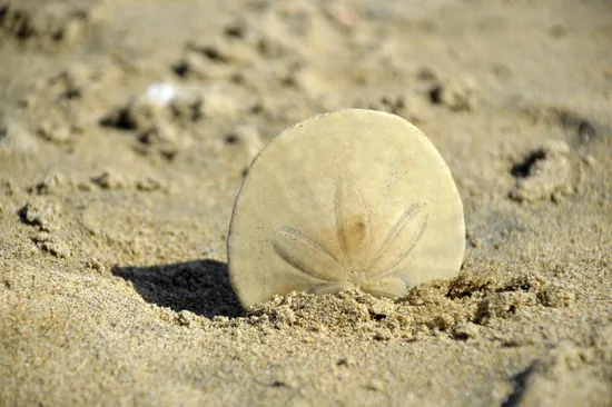 Sand Dollar