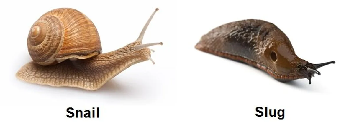 Snail and slug, gastropod mollusks