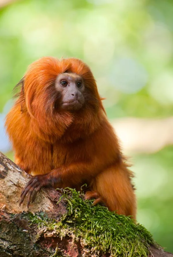 Golden lion tamarin with bright reddish-orange fur