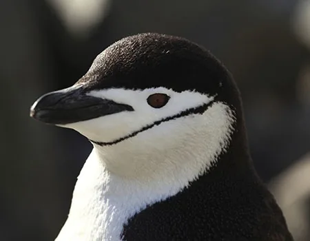 Chinstrap penguin, recognizable by its thin black chin strap line