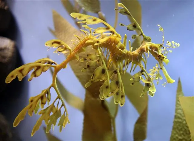 A leafy sea dragon resting among seagrass in its natural Australian coastal habitat