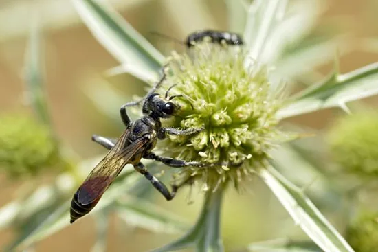 Sand wasp