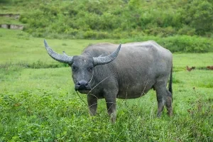 Carabao, the national animal of the Philippines