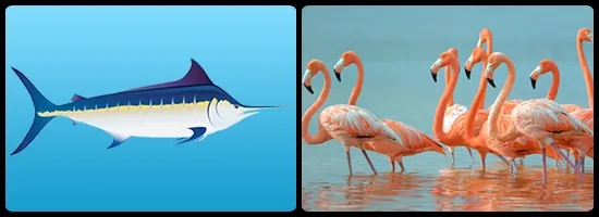 Blue marlin and flamingo, the national animals of the Bahamas