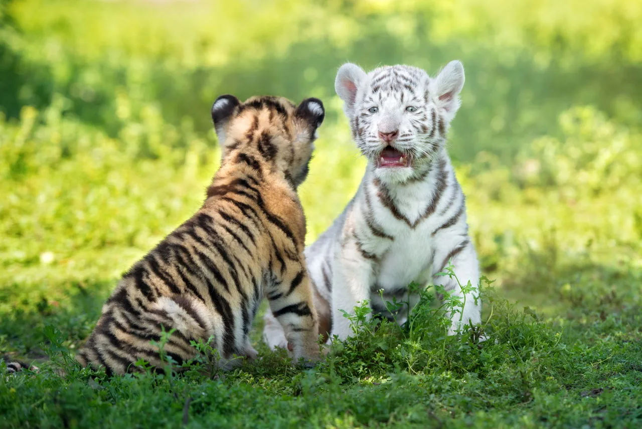 Two adorable tiger cubs resting together