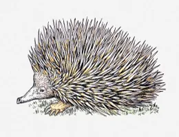 Long-beaked Echidna
