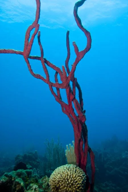 Row pore rope sponge, long red branching strands