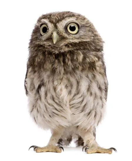 Fat gray owlet