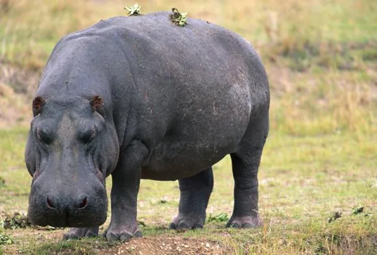 A hippopotamus standing on land