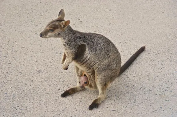 A red kangaroo on the beach
