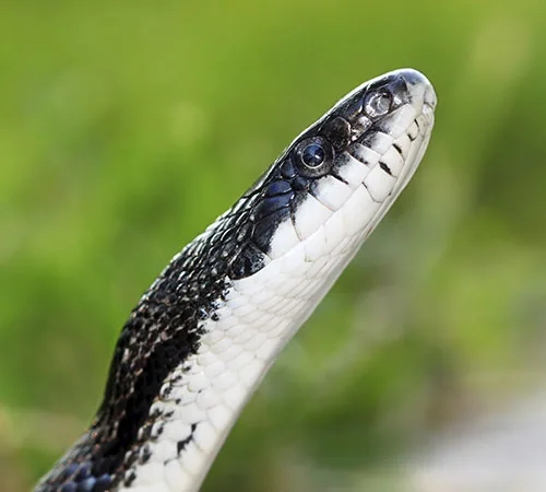 Black rat snake with raised hood on a forest floor