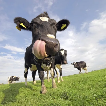 A cow with its tongue extended, showing the muscular taste organ it uses to select safe plants