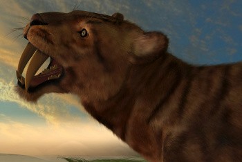 Smilodon saber-toothed cat skull showing its massive elongated canine teeth