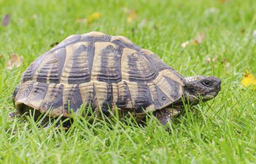 Hermann's tortoise resting
