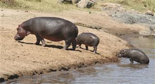 Hippopotamus mother and calf