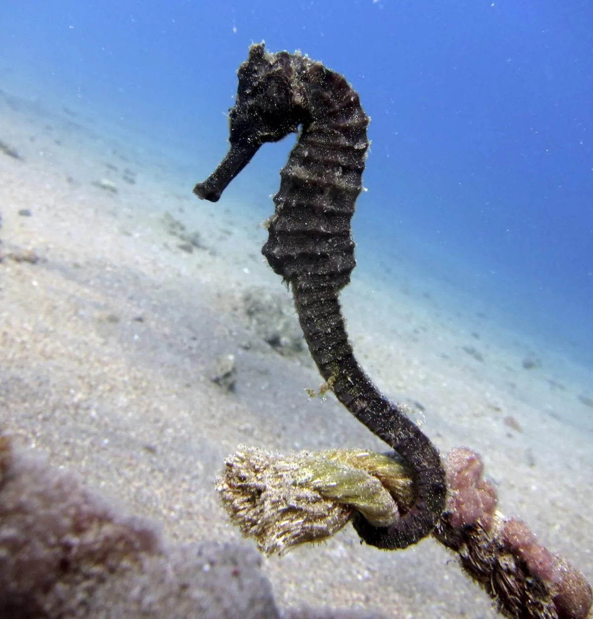 Black seahorse wrapped around sea grass