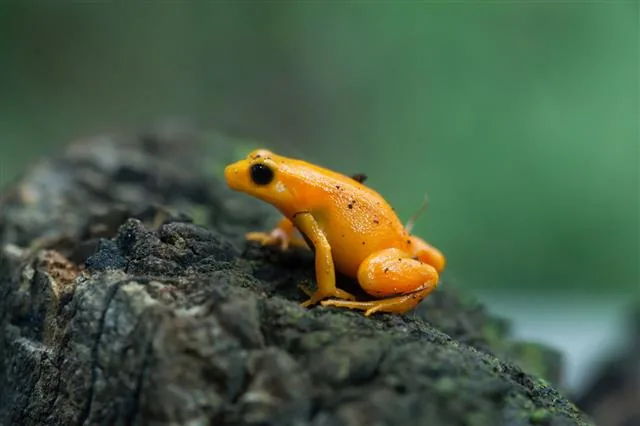 Golden mantella frog - Mantella aurantiaca