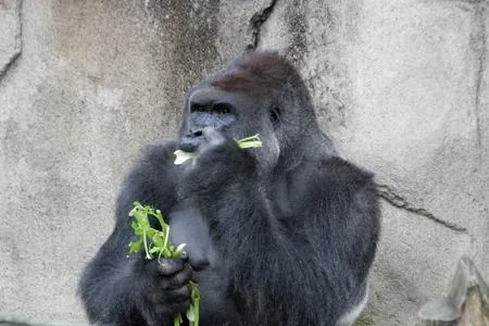 A gorilla eating, gorillas spend much of their day foraging for food