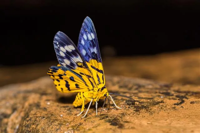 Dysphania militaris moth