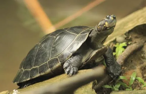 Yellow-spotted river turtle