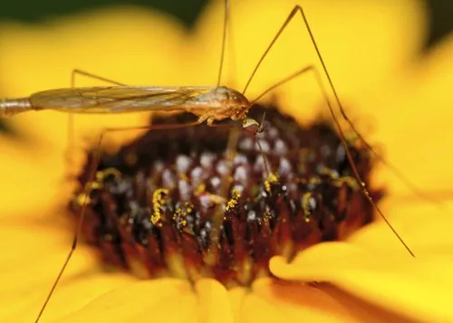 An adult crane fly feeding on pollen from a flower
