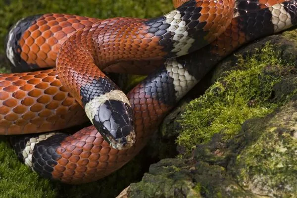 Milk Snake, a nonvenomous snake