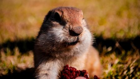 A groundhog eating food, showing its herbivorous diet