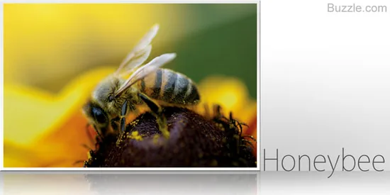 Honeybee on a flower