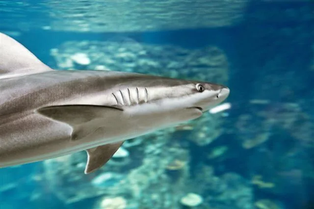 Shark showing gill openings on the side of its head