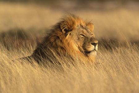 Big male African lion half-hidden in tall savanna grass