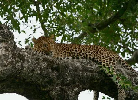 Leopard resting on a tree branch in dappled light