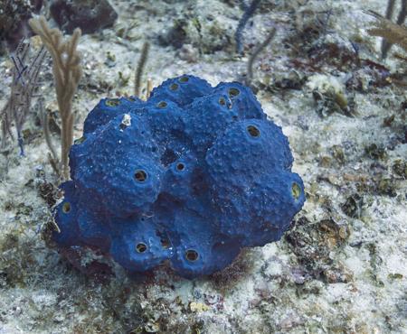 Blue sea sponge
