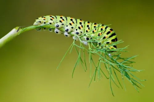 Green caterpillar on a green plant