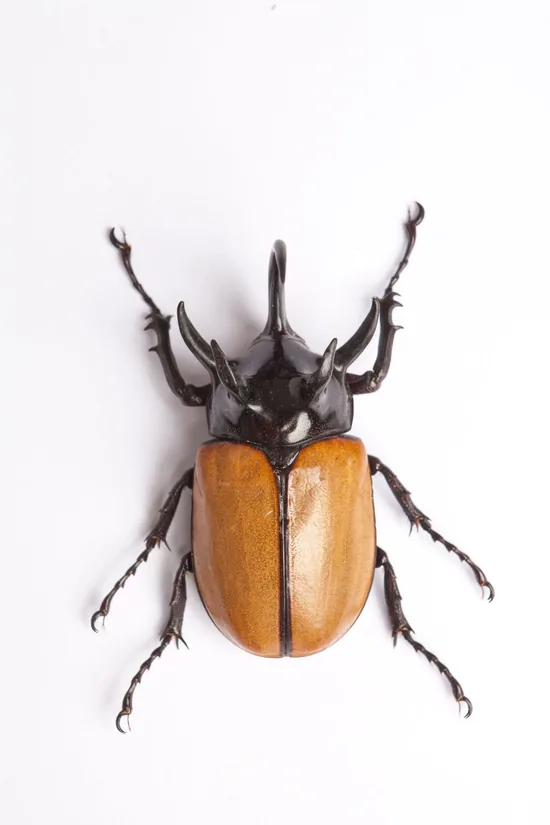 Rhino big horn beetle from the Amazon