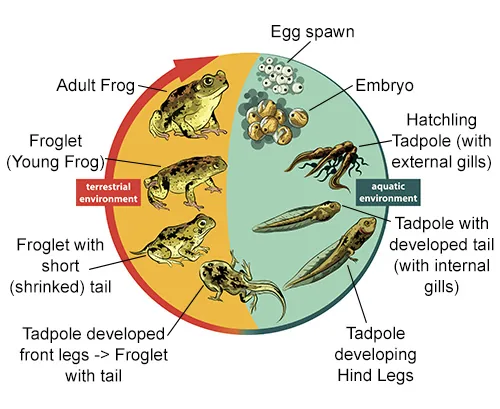 Lifecycle of frog associated to habitat