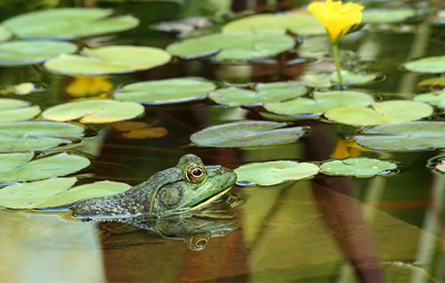 Green bullfrog in pond habitat