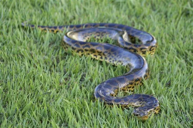 Anaconda slithering through grass, a massive constrictor