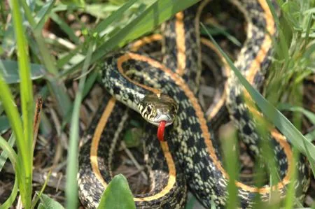 A western plains garter snake on rocky ground, showing its yellowish-orange dorsal stripe.