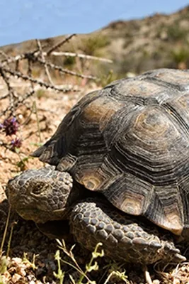 Desert tortoise with a dome-shaped shell