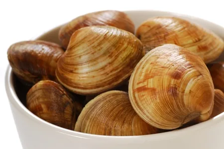 Cherrystone Clams, mid-size hard clams on a surface